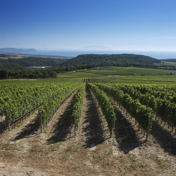 wine cruises 1 wine cruises 1
