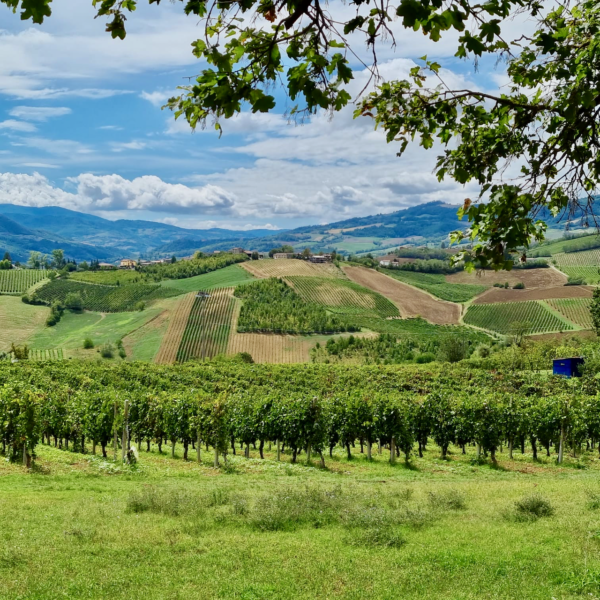 Strada_Colli_PC_Vigneti._Val_Tidone Strada_Colli_PC_Vigneti._Val_Tidone