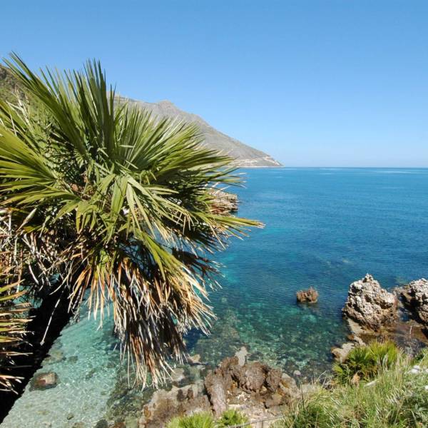 mare e palme mare e palme